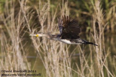 Great Cormorant (Phalacrocorax carbo)(ssp maroccanus)_Oued Souss