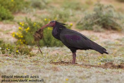 Northern Bald Ibis (Geronticus eremita)_Tamri
