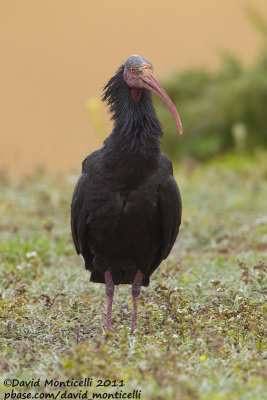 Northern Bald Ibis (Geronticus eremita)_Tamri