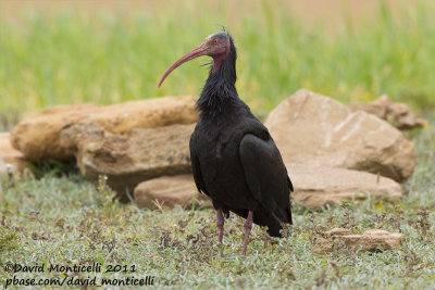 Northern Bald Ibis (Geronticus eremita)_Tamri