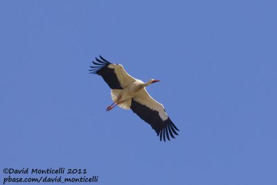 White Stork (Ciconia ciconia)_Khniffiss Lagoon (Western Sahara)