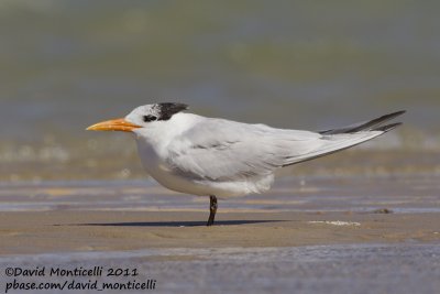 Royal Tern (Thalasseus maximus)_Dakhla bay (Western Sahara)
