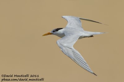 Royal Tern (Thalasseus maximus)_Dakhla bay (Western Sahara)
