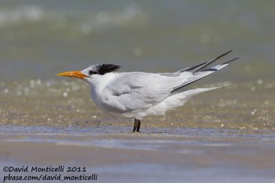 Royal Tern (Thalasseus maximus)_Dakhla bay (Western Sahara)