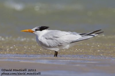 Royal Tern (Thalasseus maximus)_Dakhla bay (Western Sahara)