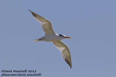 Royal Tern (Thalasseus maximus)_Dakhla bay (Western Sahara)