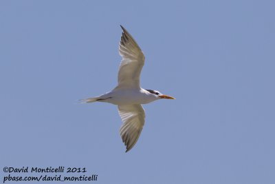 Royal Tern (Thalasseus maximus)_Dakhla bay (Western Sahara)