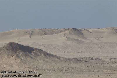 Desertic area around Dakhla (Western Sahara)