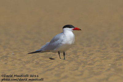 Caspian Tern (Hydroprogne caspia)_Khniffiss Lagoon (Western Sahara)