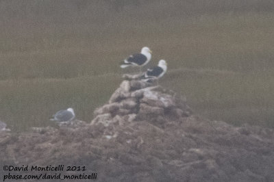 Cape Gulls (Larus dominicanus)_Khniffiss Lagoon (Western Sahara)