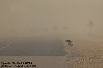 Montagu's Harrier (Circus pygargus) in migration_Dakhla road (Western Sahara)