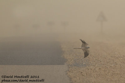 Montagu's Harrier (Circus pygargus) in migration_Dakhla road (Western Sahara)