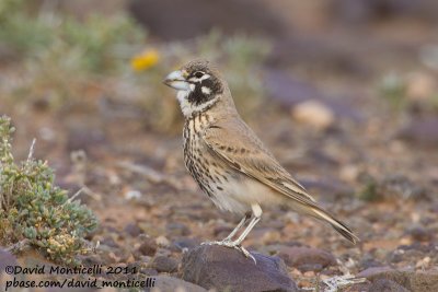 Thick-billed Lark (Ramphocoris clotbey)_Guelmine (Western Sahara)