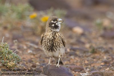 Thick-billed Lark (Ramphocoris clotbey)_Guelmine (Western Sahara)