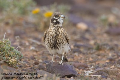 Thick-billed Lark (Ramphocoris clotbey)_Guelmine (Western Sahara)