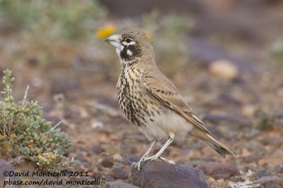 Thick-billed Lark (Ramphocoris clotbey)_Guelmine (Western Sahara)