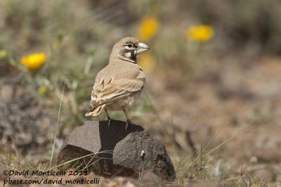 Thick-billed Lark (Ramphocoris clotbey)_Guelmine (Western Sahara)