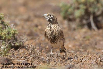 Thick-billed Lark (Ramphocoris clotbey)_Guelmine (Western Sahara)
