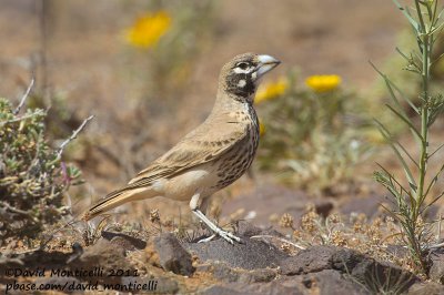 Thick-billed Lark (Ramphocoris clotbey)_Guelmine (Western Sahara)