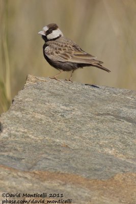 Black-crowned Sparrow-lark (Eremopterix nigriceps)_Aousserd (Western Sahara)