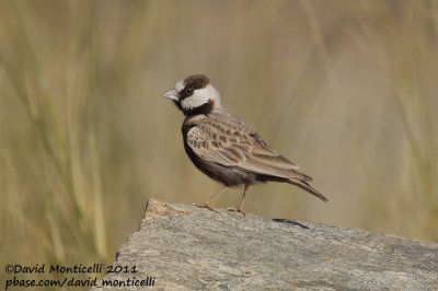 Black-crowned Sparrow-lark (Eremopterix nigriceps)_Aousserd (Western Sahara)