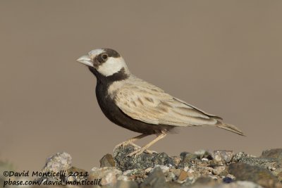 Black-crowned Sparrow-lark (Eremopterix nigriceps)_Aousserd (Western Sahara)