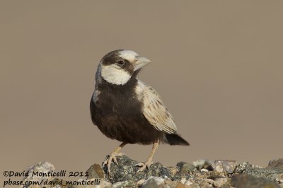 Black-crowned Sparrow-lark (Eremopterix nigriceps)_Aousserd (Western Sahara)