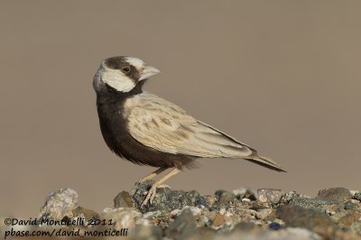 Black-crowned Sparrow-lark (Eremopterix nigriceps)_Aousserd (Western Sahara)