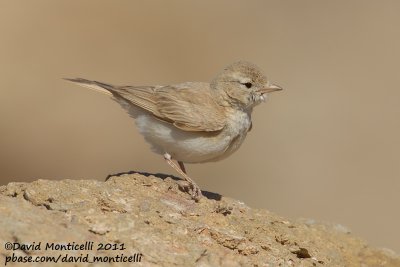 Bar-tailed Lark (Ammomanes cincturus)_Dakhla (Western Sahara)