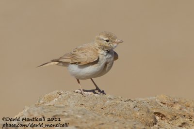Bar-tailed Lark (Ammomanes cincturus)_Dakhla (Western Sahara)