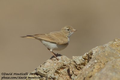 Bar-tailed Lark (Ammomanes cincturus)_Dakhla (Western Sahara)