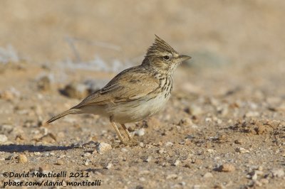 Thekla Lark (Galerida theklae)_Chtoukan (Western Sahara)