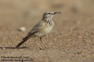 Hoopoe Lark (Alaemon alaudipes)_Khniffiss Lagoon (Western Sahara)