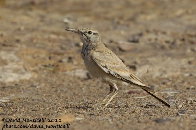 Hoopoe Lark (Alaemon alaudipes)_Khniffiss Lagoon (Western Sahara)