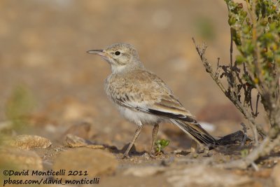 Hoopoe Lark (Alaemon alaudipes)(juvenile)_Khniffiss Lagoon (Western Sahara)