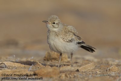 Hoopoe Lark (Alaemon alaudipes)(juvenile)_Khniffiss Lagoon (Western Sahara)