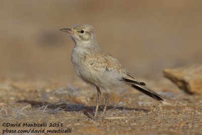 Hoopoe Lark (Alaemon alaudipes)(juvenile)_Khniffiss Lagoon (Western Sahara)
