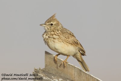 Thekla Lark (Galerida theklae)_Khniffiss Lagoon (Western Sahara)