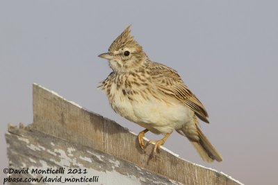 Thekla Lark (Galerida theklae)_Khniffiss Lagoon (Western Sahara)