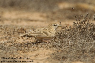 Short-toed Lark (Calandrella brachydactyla)_Guelmine (Western Sahara)