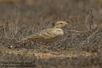 Short-toed Lark (Calandrella brachydactyla)_Guelmine (Western Sahara)