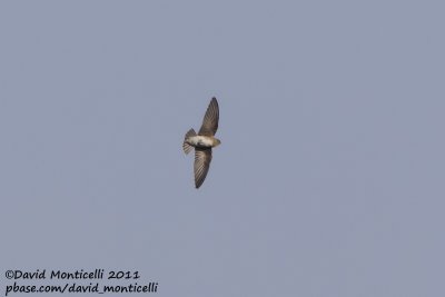 Brown-throated Martin (Riparia paludicola)_Oued Massa