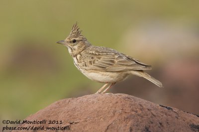 Thekla Lark (Galerida theklae)_Taroudant
