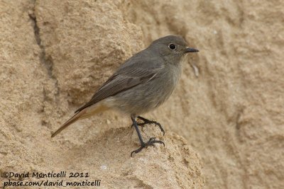 Black Redstart (Phoenicurus ochruros)_Tamri