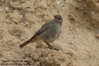 Black Redstart (Phoenicurus ochruros)_Tamri