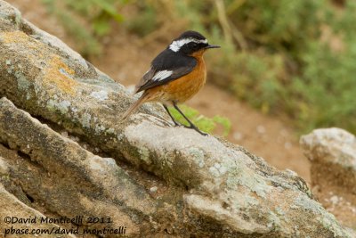 Moussier's Redstart (Phoenicurus moussieri)_Tamri