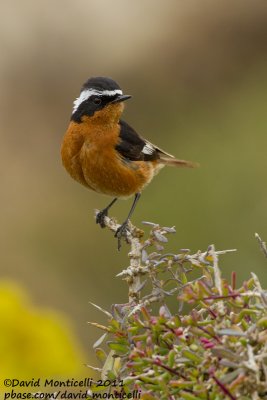 Moussier's Redstart (Phoenicurus moussieri)_Tamri