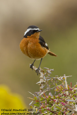 Moussier's Redstart (Phoenicurus moussieri)_Tamri