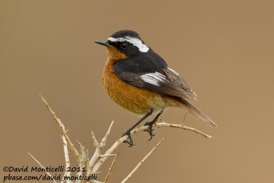 Moussier's Redstart (Phoenicurus moussieri)_Tamri
