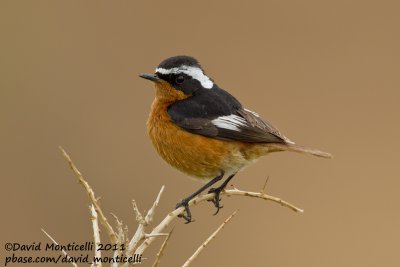 Moussier's Redstart (Phoenicurus moussieri)_Tamri